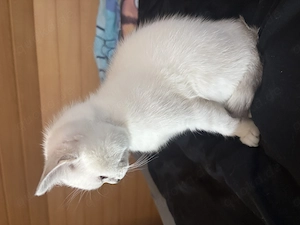 BKH mit schönen blauen Augen 