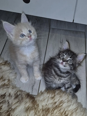 Xxl Maine Coon  Norweger  Mixe