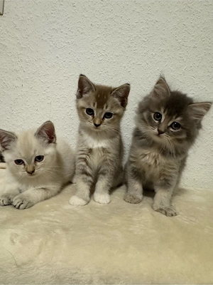 BKH und BLH Kitten
