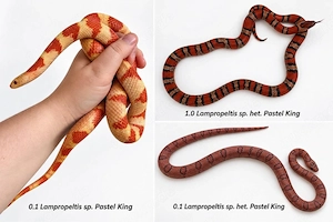 Lampropeltis sp. Pastel King
