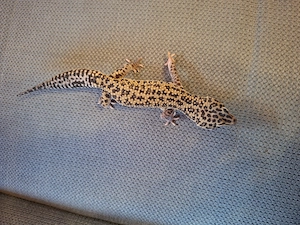Verkaufe 1.2 Leopardgecko 
