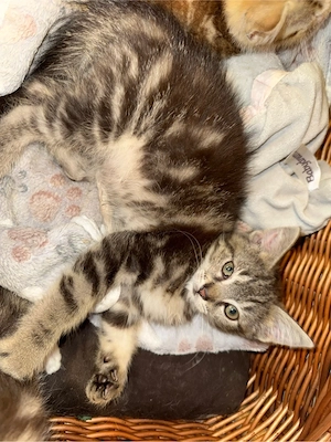 katzen mädchen abzugeben 