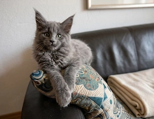 Wunderschönes Maine Coon Kitten auf Familiensuche 