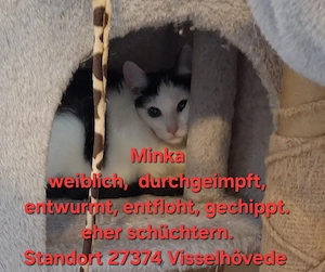 Europäisch kurzhaar Kitten, alles weibchen