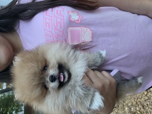 pomeranian mini 