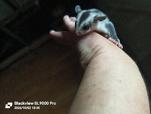 Sugar Glider Baby mit Mutter 