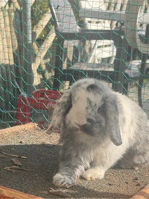 mini lop kastrat 