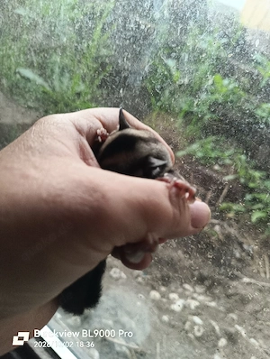 Drei Sugar Glider Weibchen Babys 