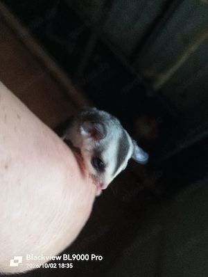 2 Sugar Glider Männchen 