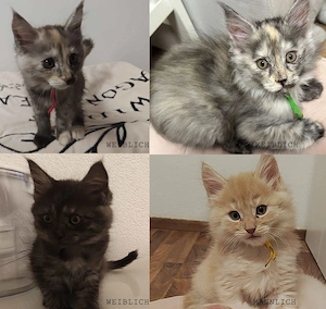 4 Maine Coon Katzens