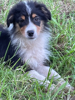 Mini Australian Shepherd Welpe Mini Aussie