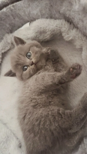 beybi katze