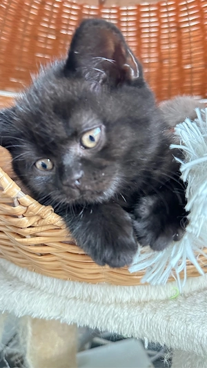 BKH Kitten suchen ein neues Zuhause Bild 8