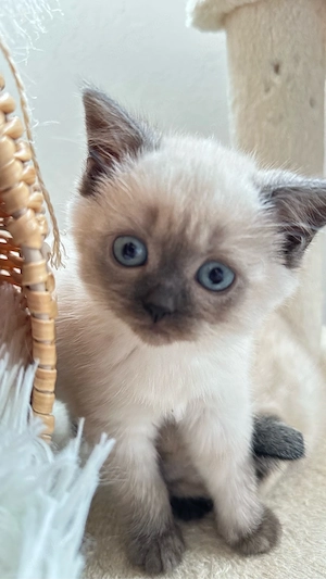 BKH Kitten suchen ein neues Zuhause Bild 7