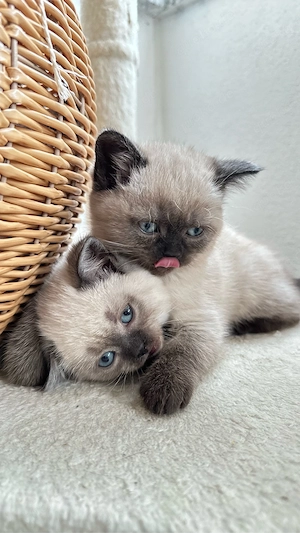 BKH Kitten suchen ein neues Zuhause