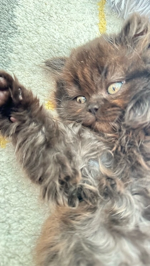 BKH Kitten suchen ein neues Zuhause Bild 9