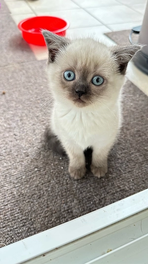 BKH Kitten suchen ein neues Zuhause Bild 5