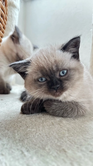 BKH Kitten suchen ein neues Zuhause Bild 6