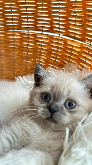 BKH Kitten suchen ein neues Zuhause Bild 4