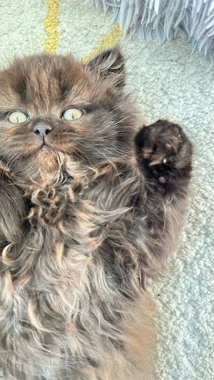 BKH Kitten suchen ein neues Zuhause Bild 10