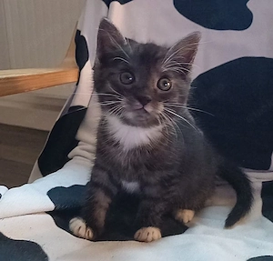1 von 10 Kitten 