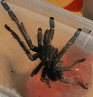 Cyropagopus spec. "hatihati"