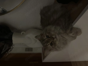 Braver Kitten Kater simba BKH