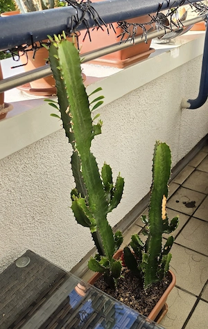 zu verschenken 