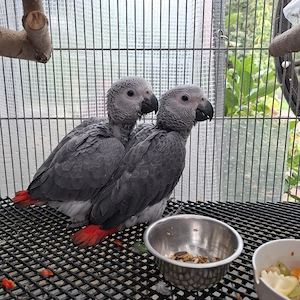 Graupapagei 