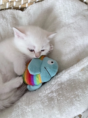 3 süße BKH-Kater   tierärztlich untersucht & entwurmt