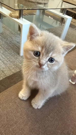 3 süße BKH-Kater   tierärztlich untersucht & entwurmt Bild 6