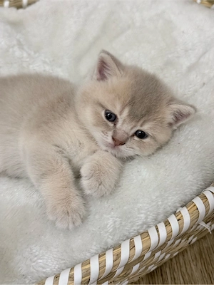 3 süße BKH-Kater   tierärztlich untersucht & entwurmt Bild 3