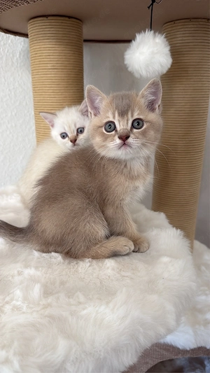 3 süße BKH-Kater   tierärztlich untersucht & entwurmt Bild 7