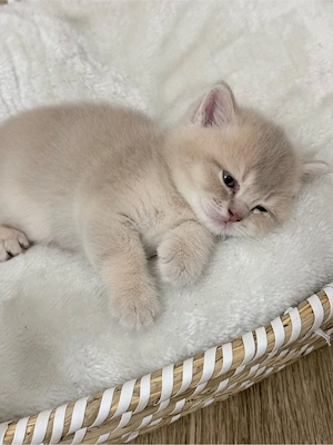 3 süße BKH-Kater   tierärztlich untersucht & entwurmt Bild 5