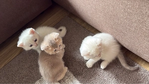 3 süße BKH-Kater   tierärztlich untersucht & entwurmt Bild 9