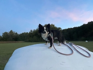 mischlin hund 10 monate 