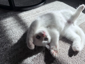 3 süße BKH-Kater   tierärztlich untersucht & entwurmt Bild 8