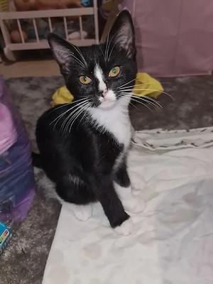BKK Katzen in liebevolle Hände abzugeben 