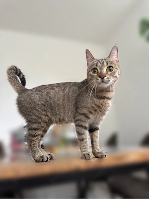 zuhasue gesucht: Katze in liebevolle hände abzugeben