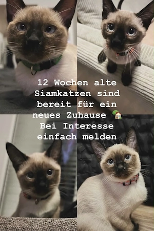 Reinrassige Siam Katzen