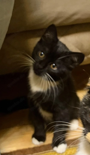 baby katzen