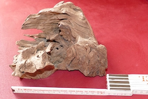 Schönes schweres Terrarienholz