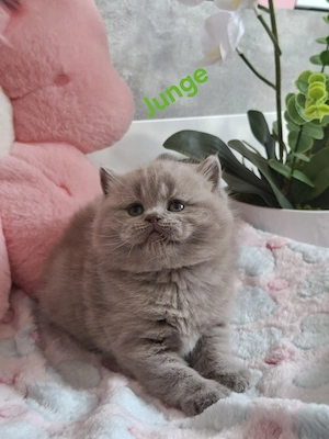 BKH Kitten ( 4 Jungs ) Abgabe November 