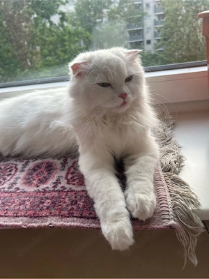katze ein  Jahr