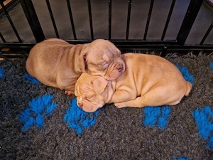 Exklusive American Bully Welpen - ABKC Bild 7