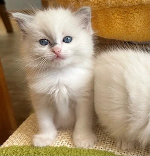 Ragdoll Kitten reinrassig 