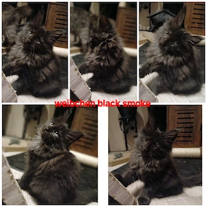 Noch 3 xxl maine coon kitten weibchen abholbereit 