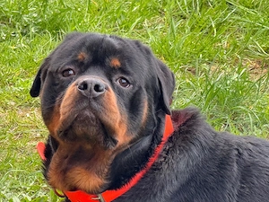 Rottweiler 19 Monate Alt q
