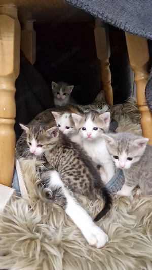 Babykatzen