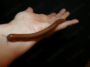 Tausendfüßer Spirostreptus spec. 1 "Tansania", je cm 1  